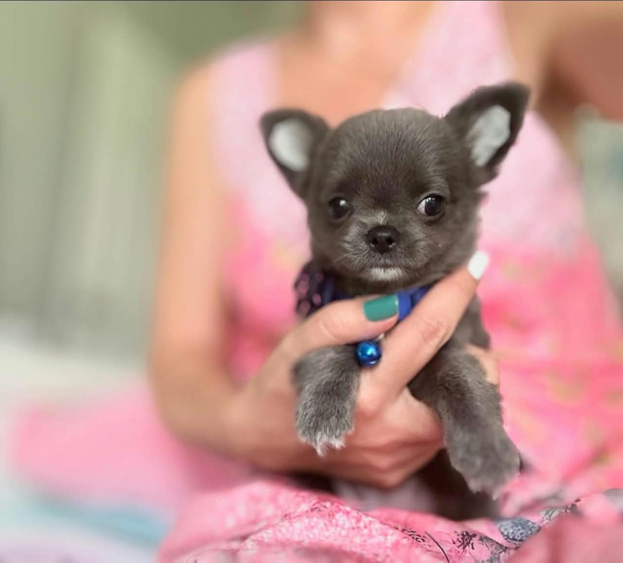 Cliente sosteniendo a su cachorro Chihuahua
